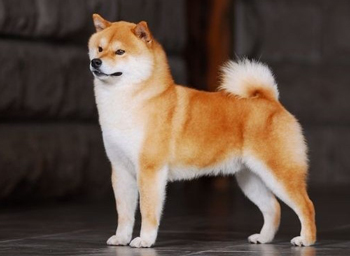Japanese Shiba Inu